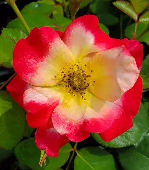 Campfire Rose