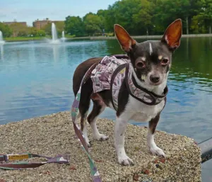 Floral Camo 2 pc Tiny Dog Dress Vest Harness & Skirt  2 - 8 LBS