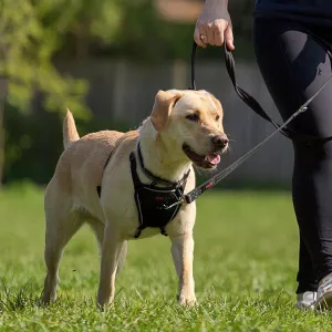 Halti No Pull Dog Harness