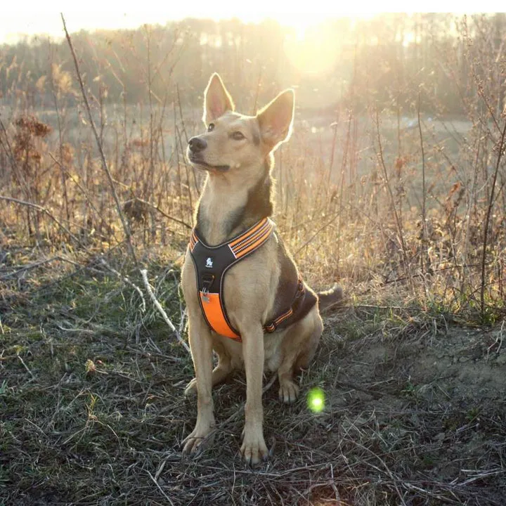 Reflective Heavy Duty Harness Orange S