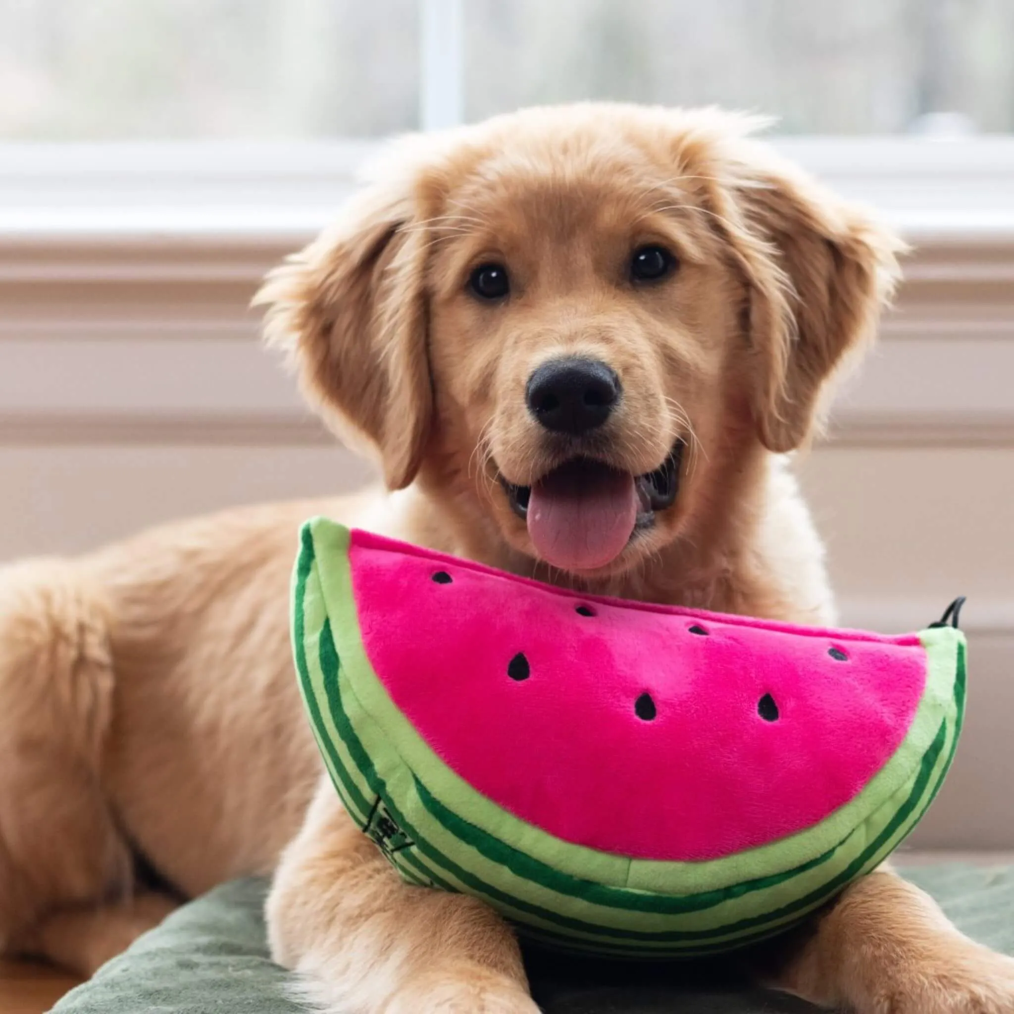 Watermelon Plush Dog Toy