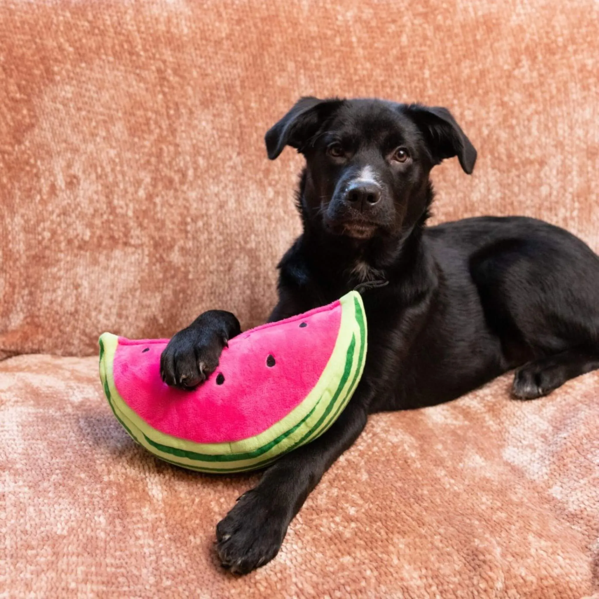 Watermelon Plush Dog Toy